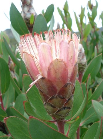 Protea lacticolor flowerhead